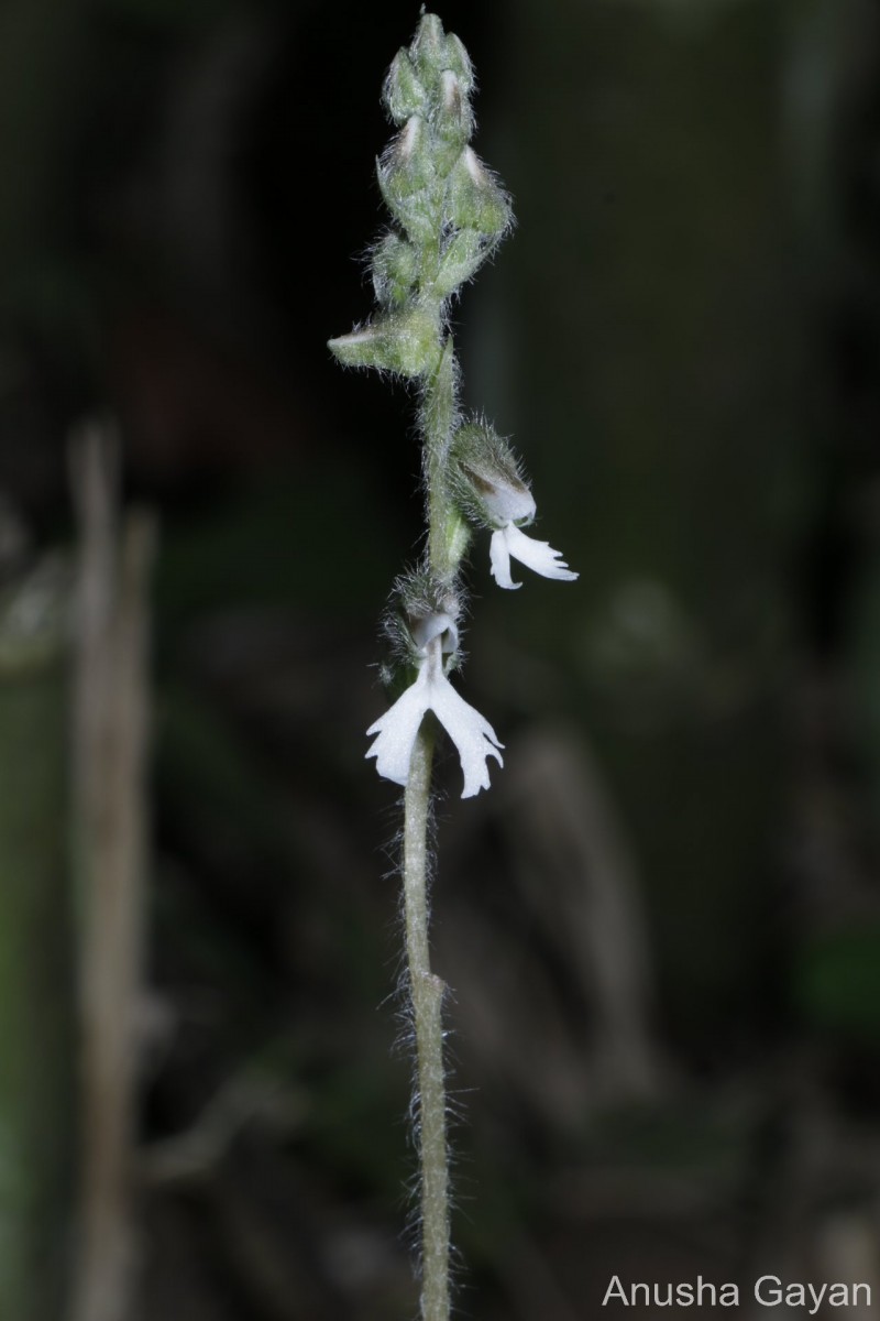Zeuxine longilabris (Lindl.) Trimen